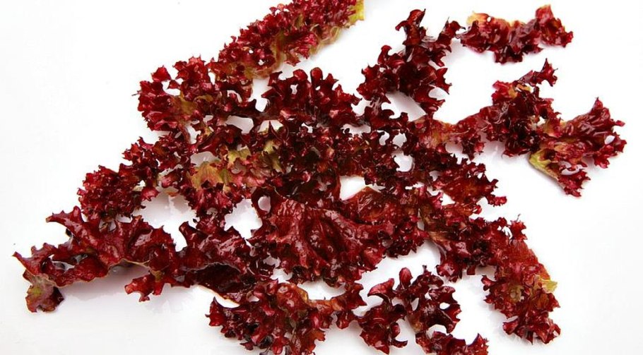 Грациллярия водоросль