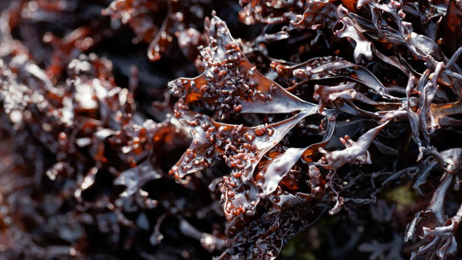 Лобария лишайник