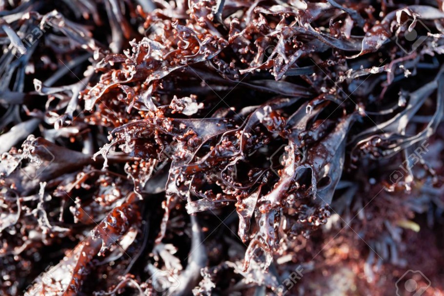 Хондрус курчавый