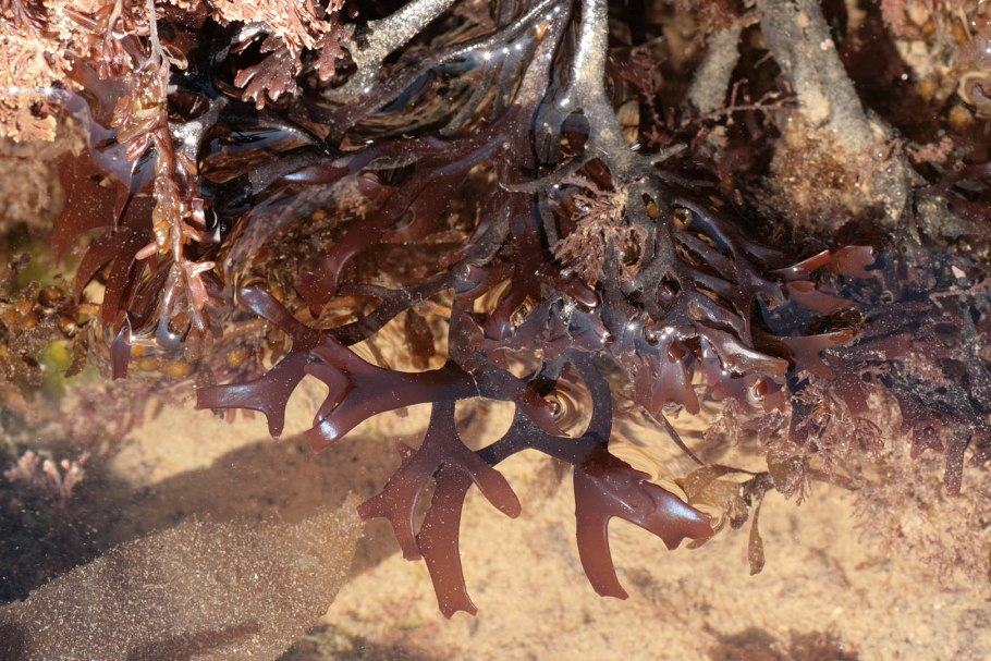 Хондрус курчавый