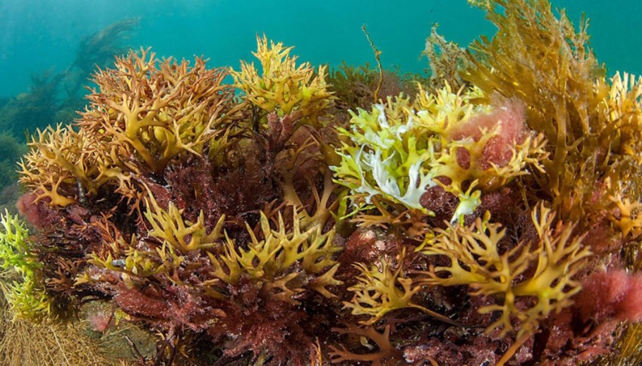 Ягель вектор