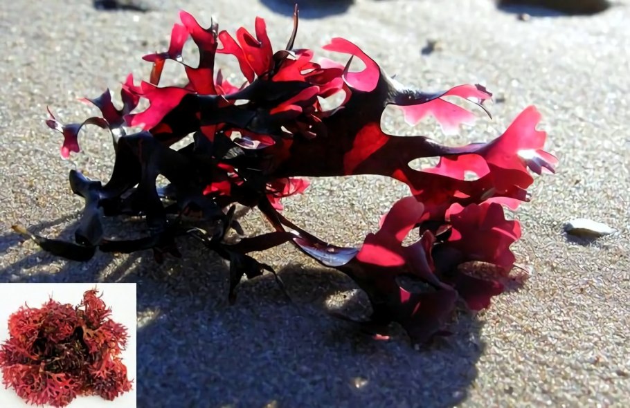 Хондрус курчавый