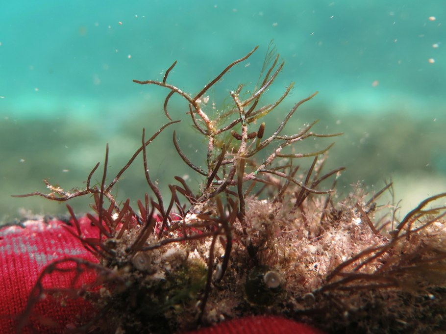 Ирландский мох рисунок