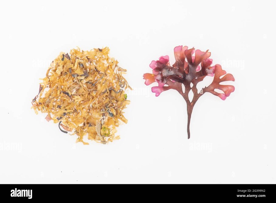 Хондрус курчавый