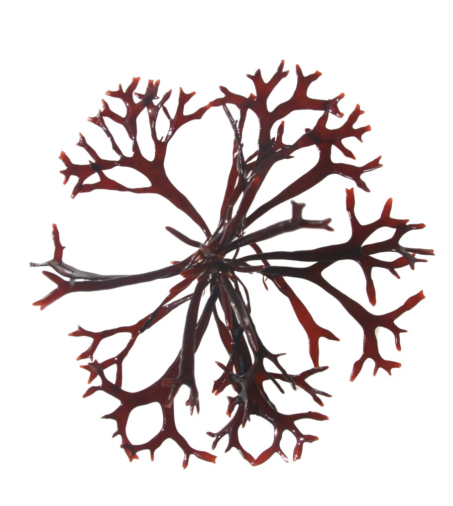 Black Elderberry and Irish Sea Moss