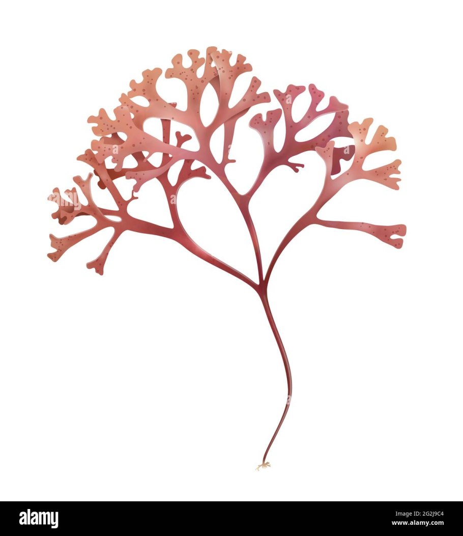 Ирландский мох и водоросли картинки