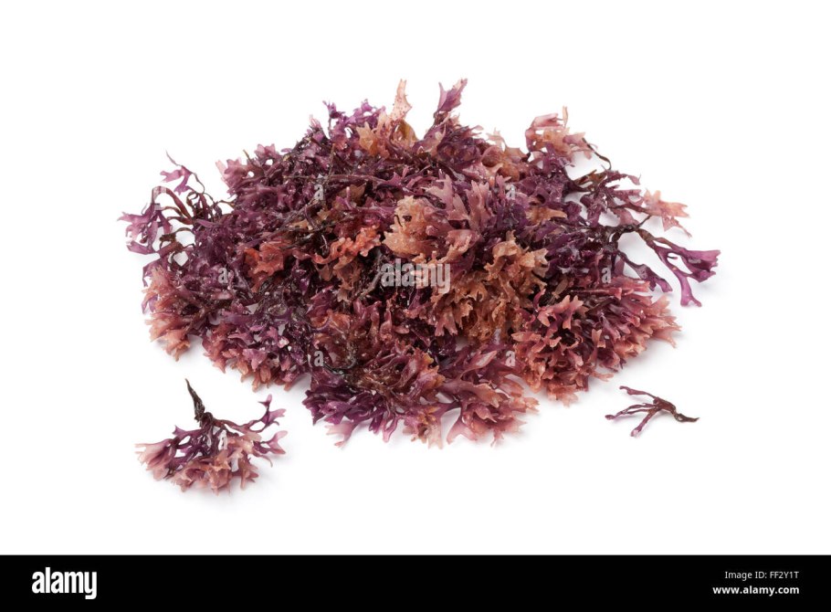 Sea Moss рисунок