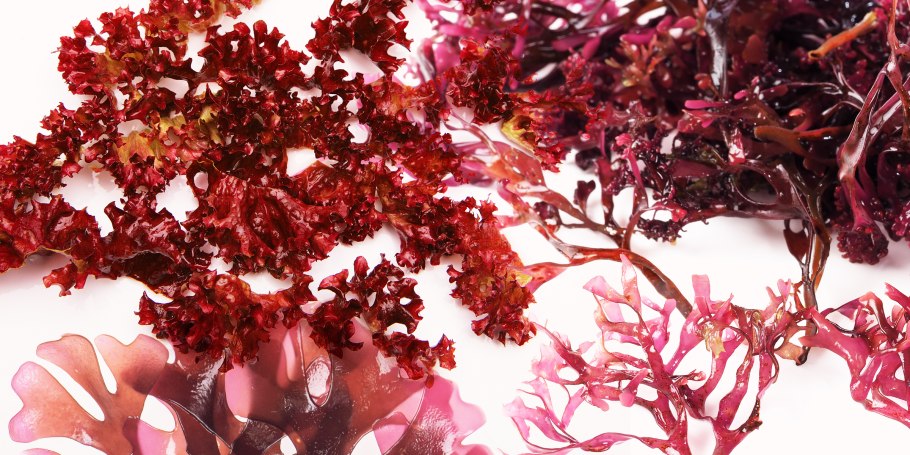 Хондрус Криспус