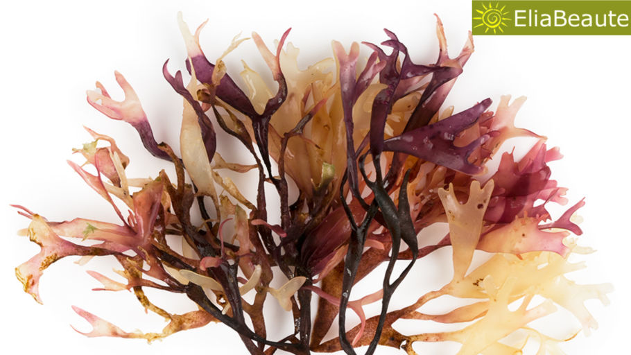 Хондрус Криспус