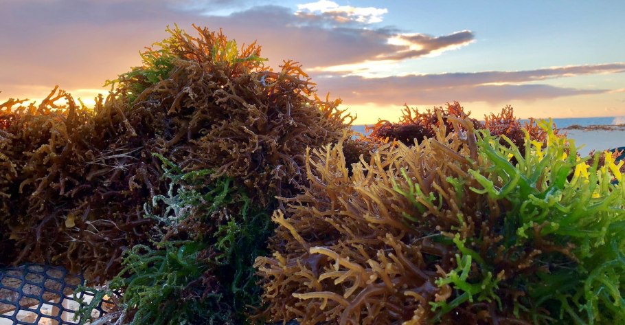 Морская водоросль тура