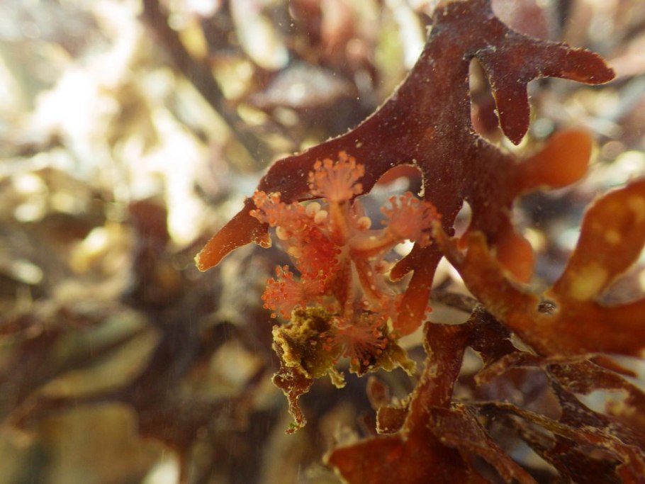 Хондрус курчавый