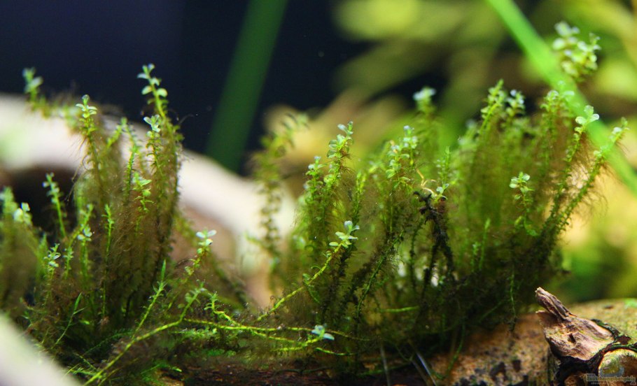 Ирландские водоросли