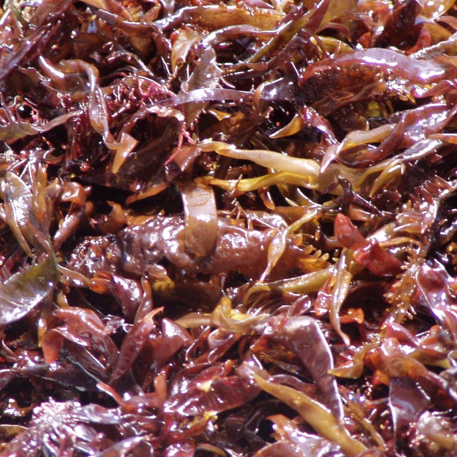 Плагиомниум мох