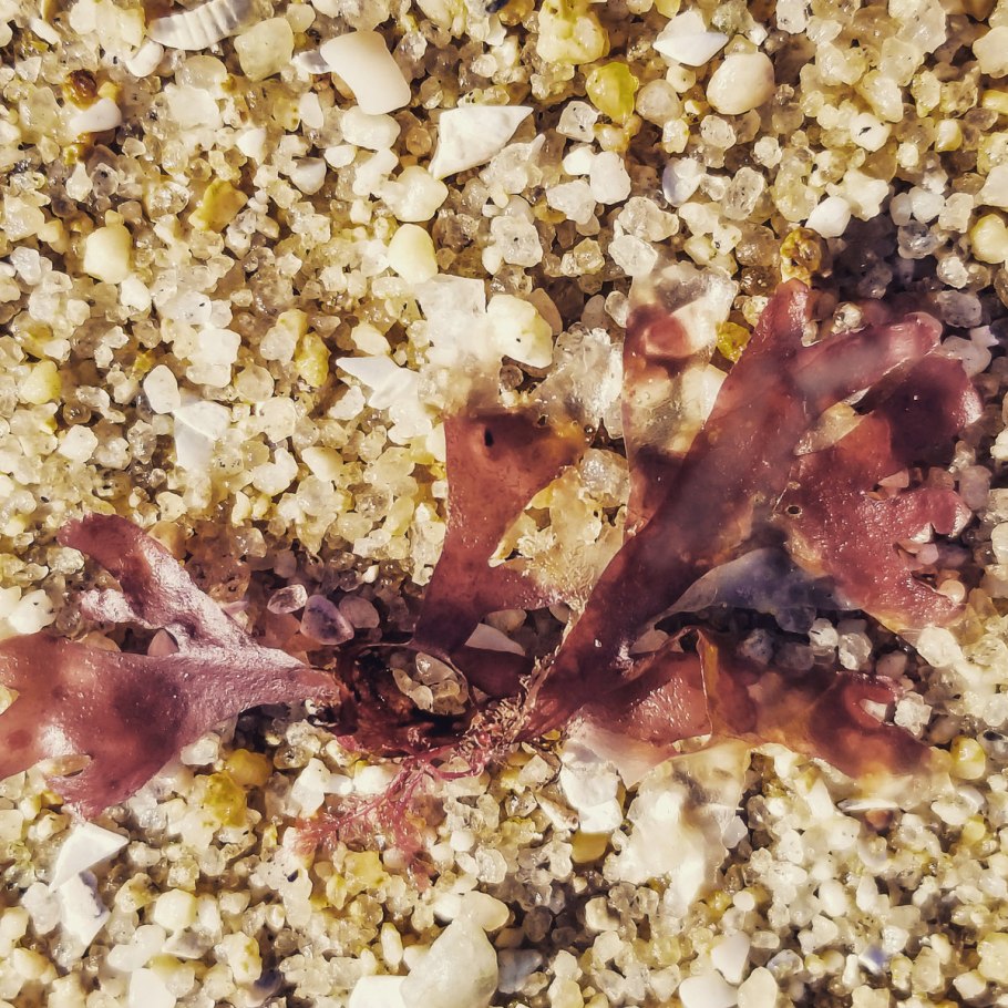 Ирландский мох строение