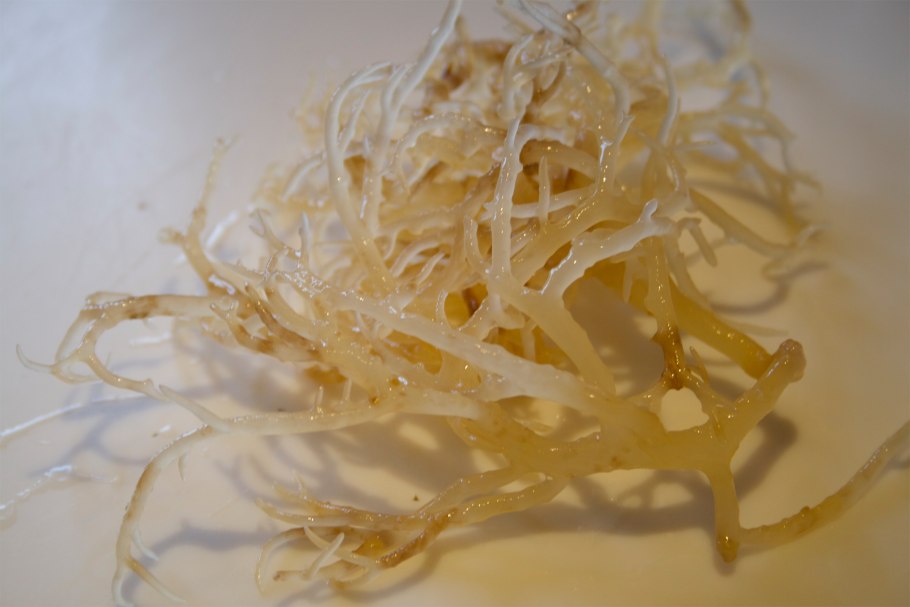 Красные водоросли