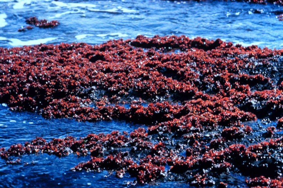 Водоросли хондрус Криспус