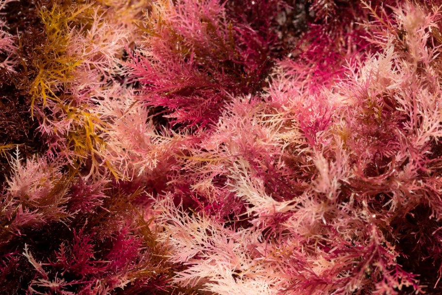 Красные водоросли анфельция