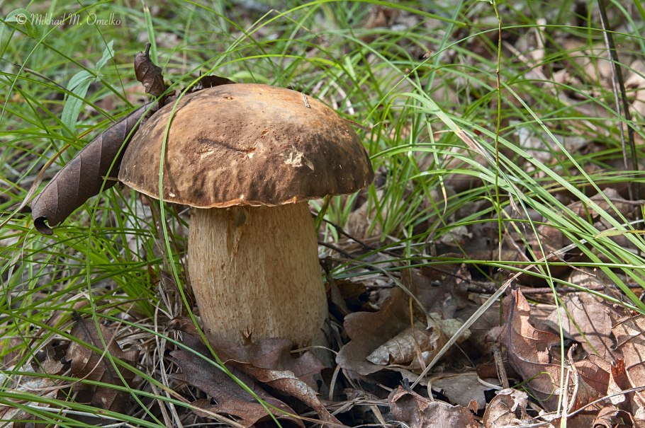 Водяника ягода