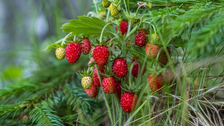 Черника куст