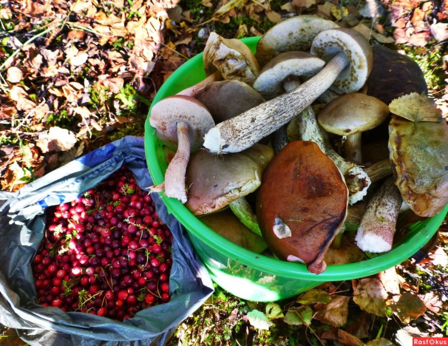 Грибы хмао югры