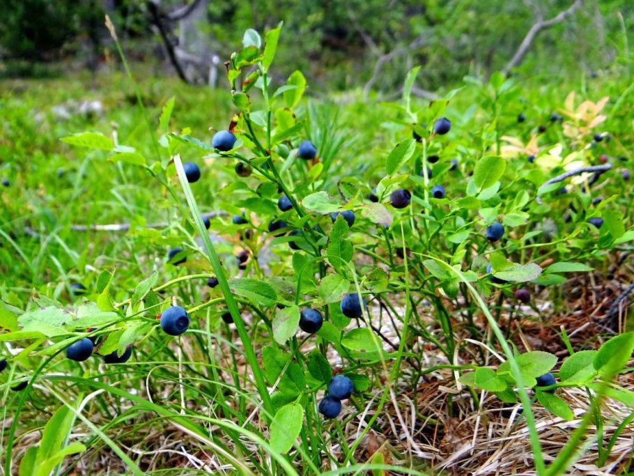 Засурский Бор-черничник