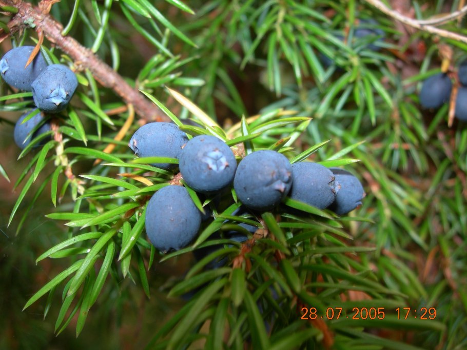 Карелия ягель ягоды грибы