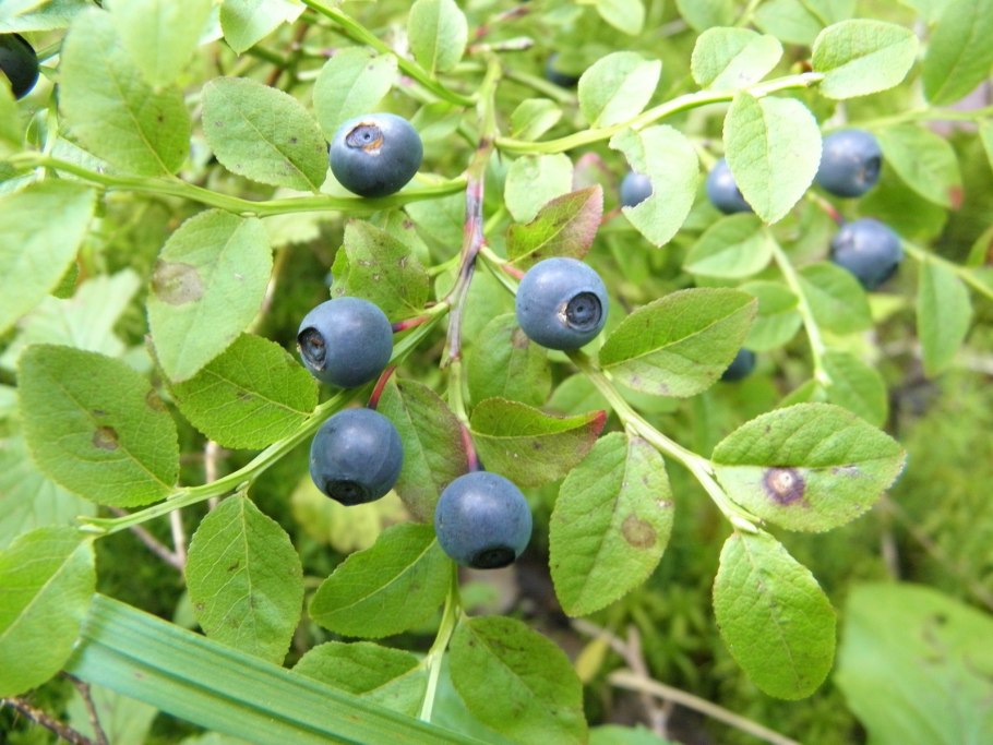 Морошка ягода в Сибири