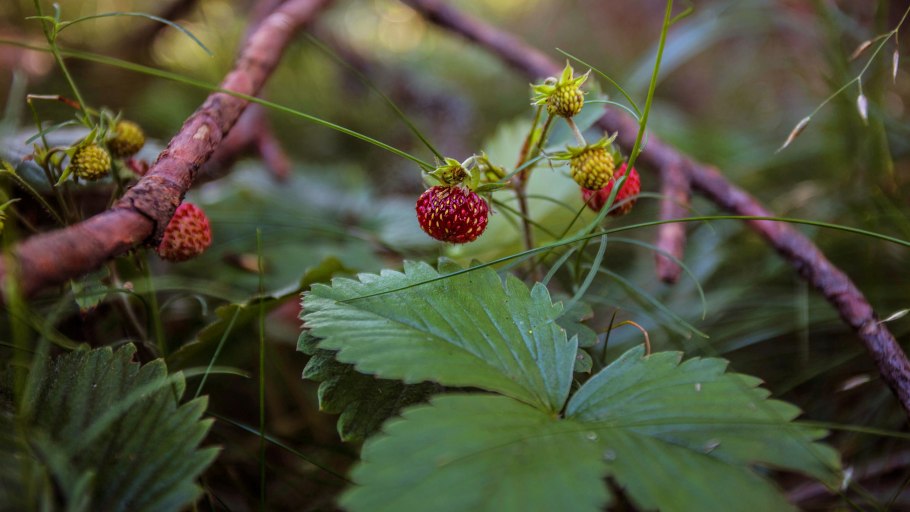 Шикша ягода