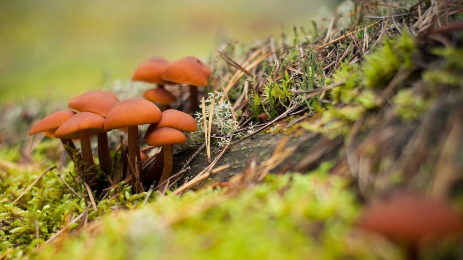 Морошка черника брусника