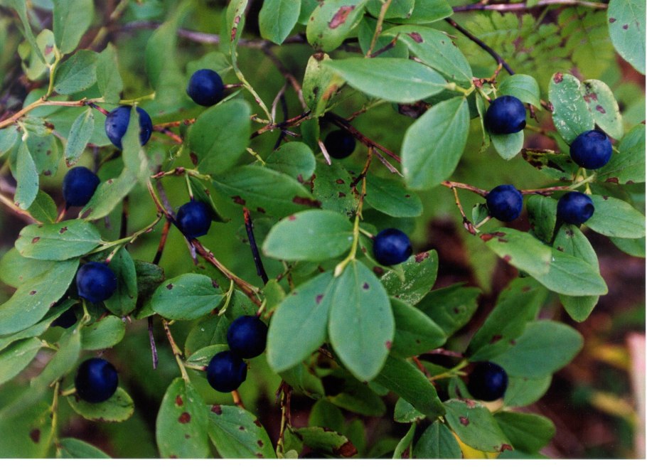 Клюква голубика Морошка