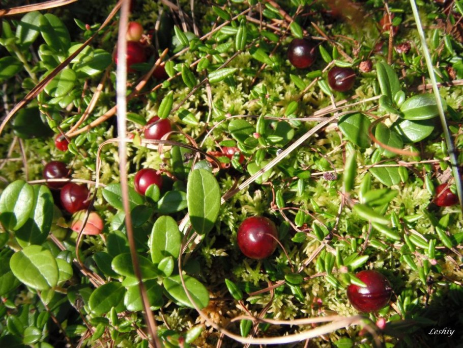 Грибы нашего края