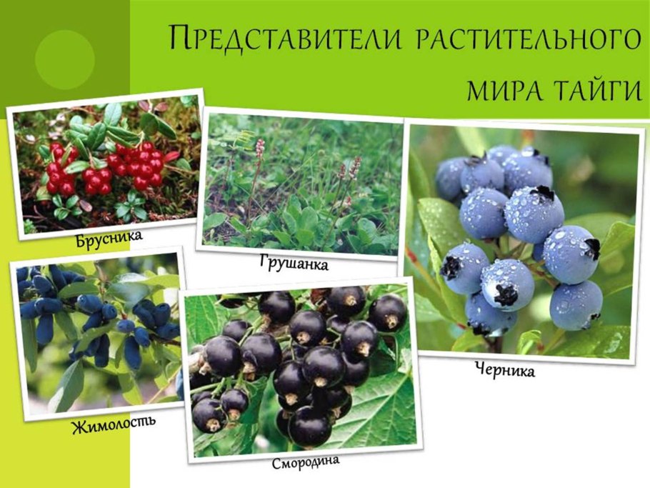 Брусника. Клюква. Красника