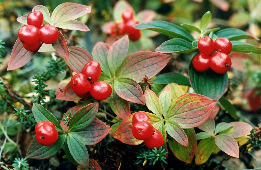 Лисичка с брусникой!