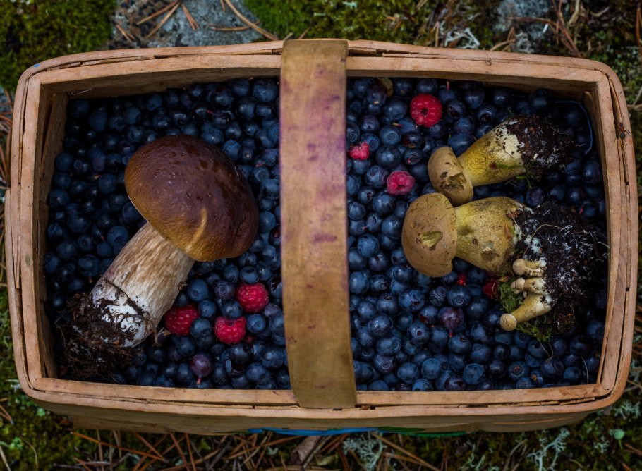 Грибы и ягоды