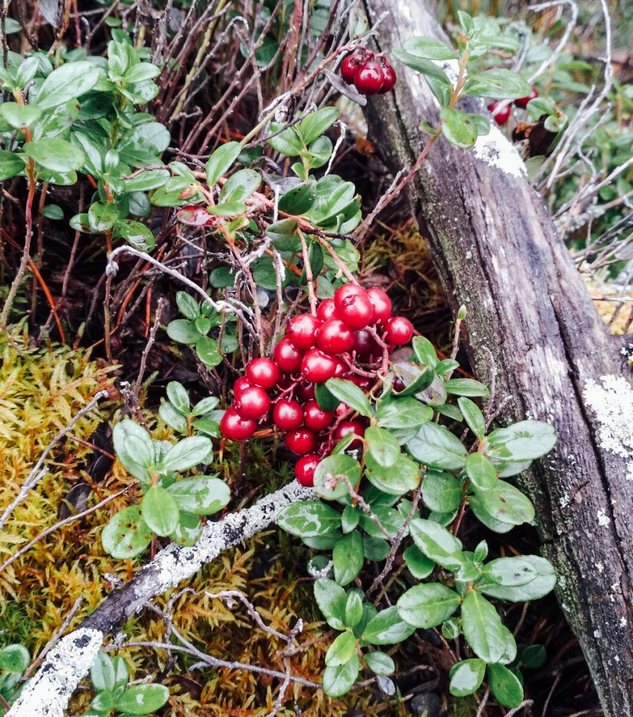 Брусника Лесная