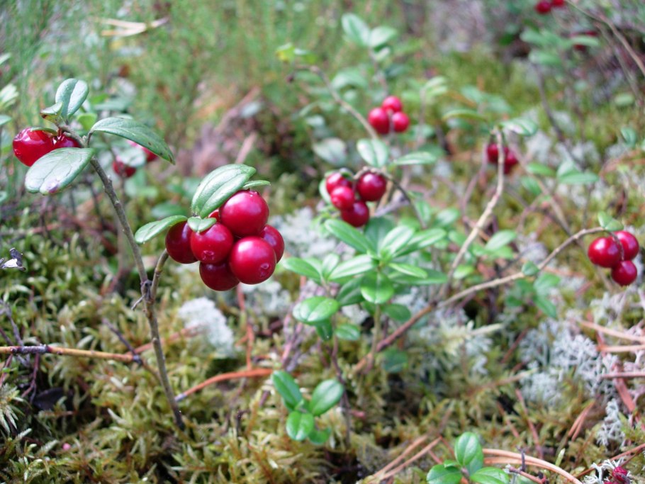 Грибы и ягоды