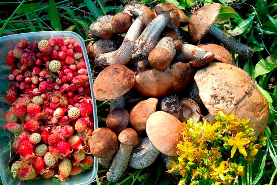 Лесная ягода клубника