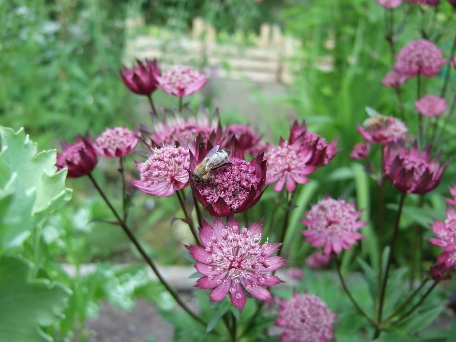 Астранция Astrantia Major Moulin rouge