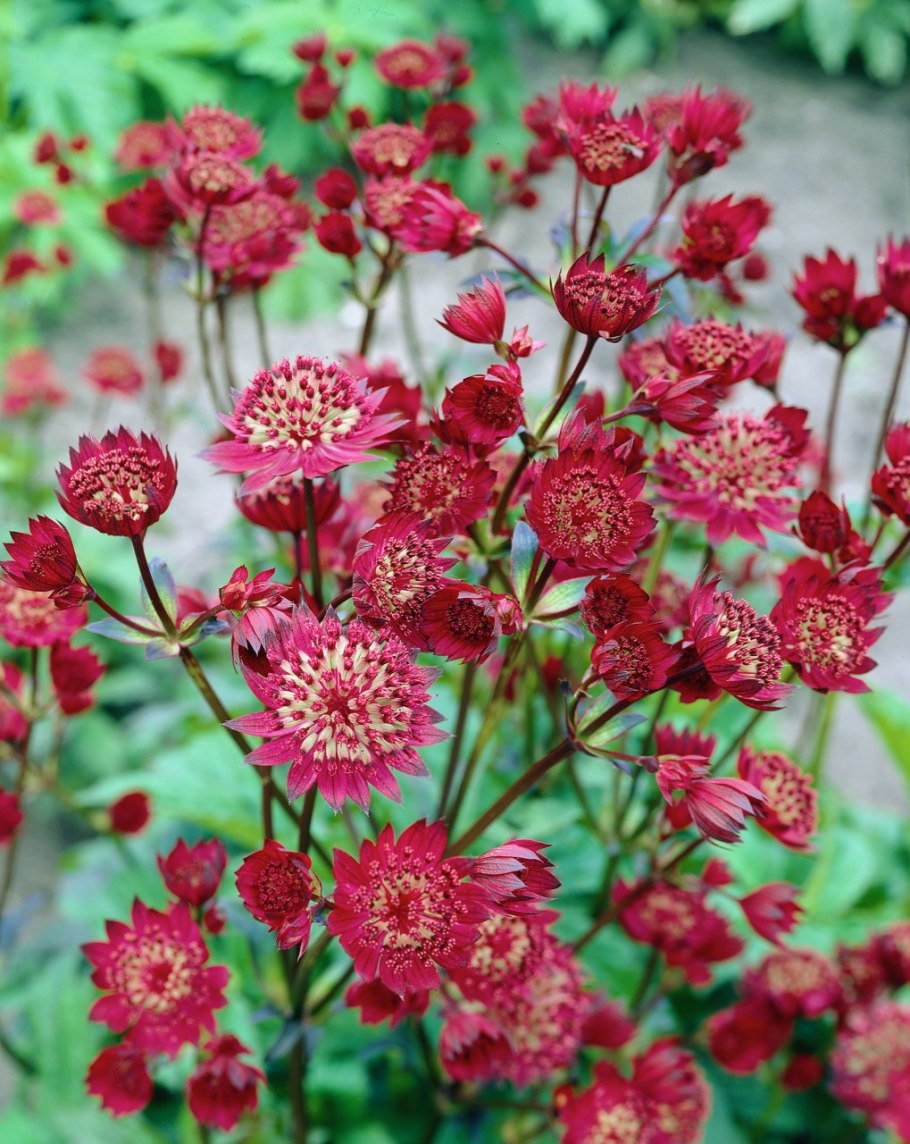Астранция крупная (Astrantia Major)
