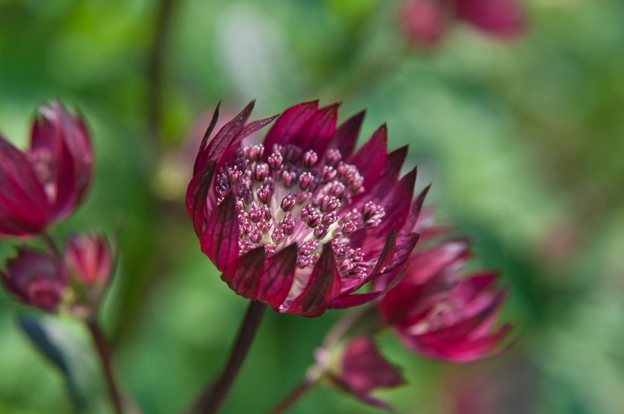 Астранция крупная (Astrantia Major)