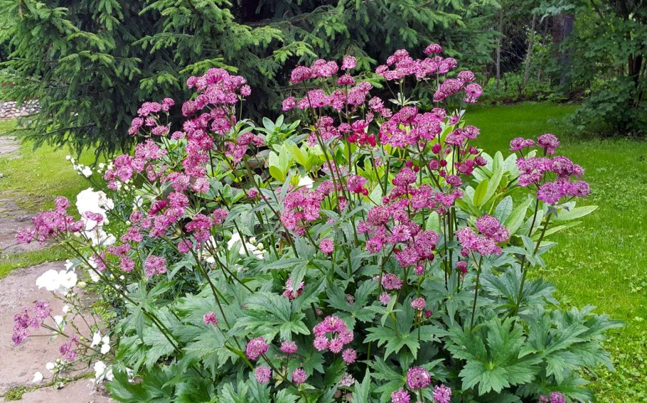 Astrantia Major rubra