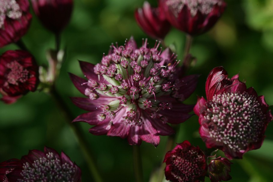 Астранция Astrantia Major Moulin rouge