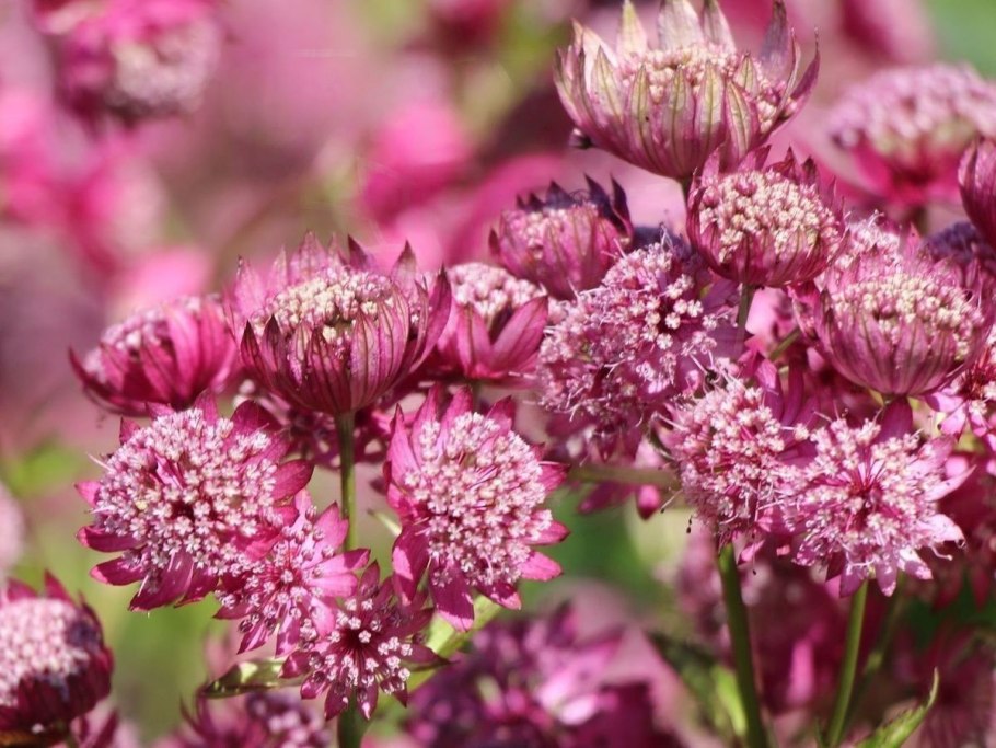 Астранция крупная (Astrantia Major)