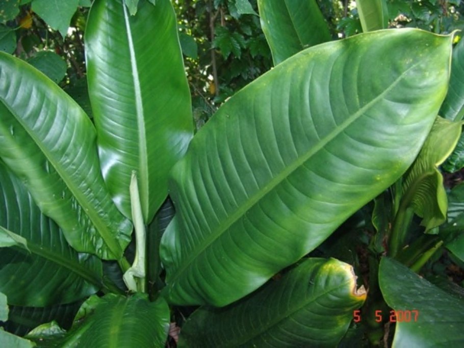 Диффенбахия Тропик Марианна