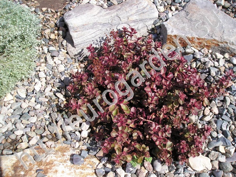 Рабатка Тунберга