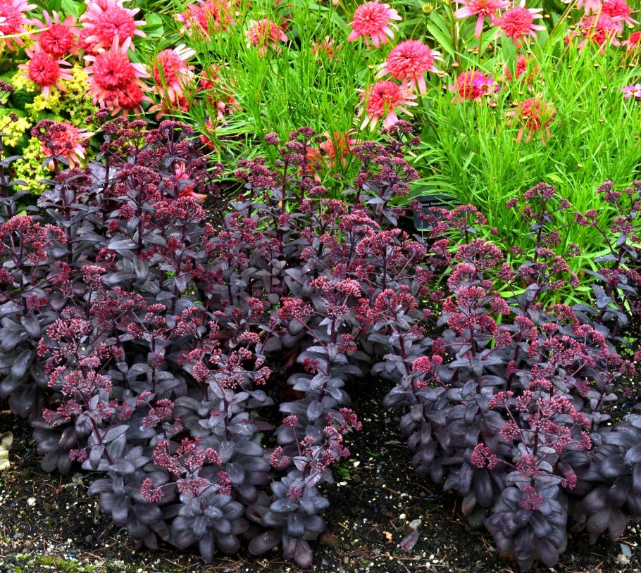 Очиток "Desert Red" (Sedum telephium)