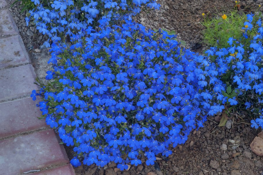 Кислица девятилистная