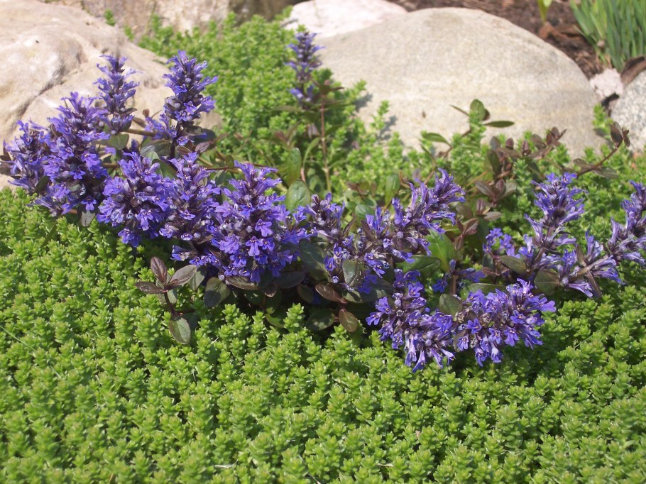 Живучка ползучая (Ajuga reptans)
