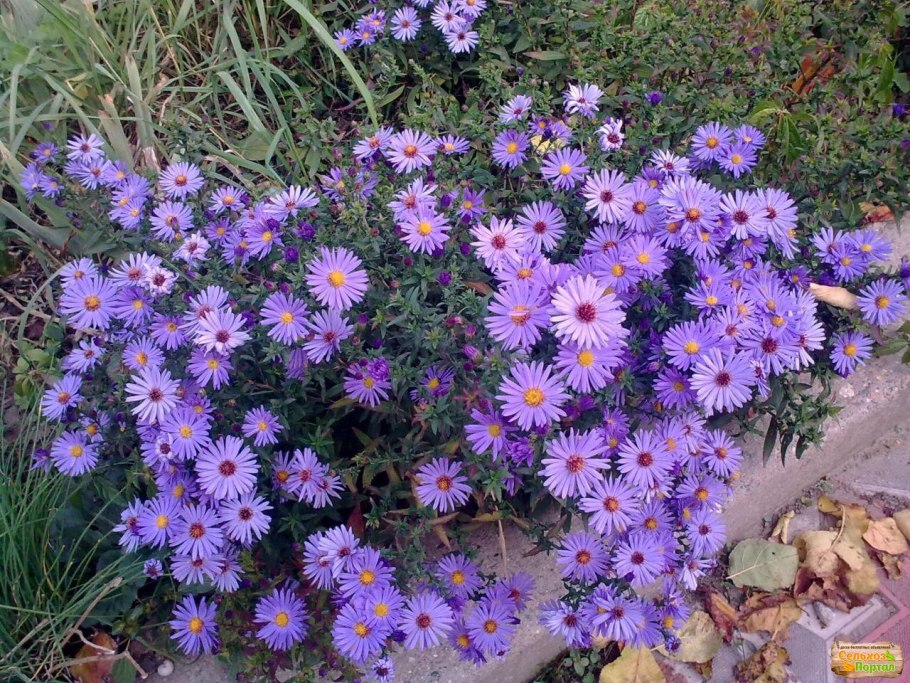 Барбарис Тунберга Дариуш