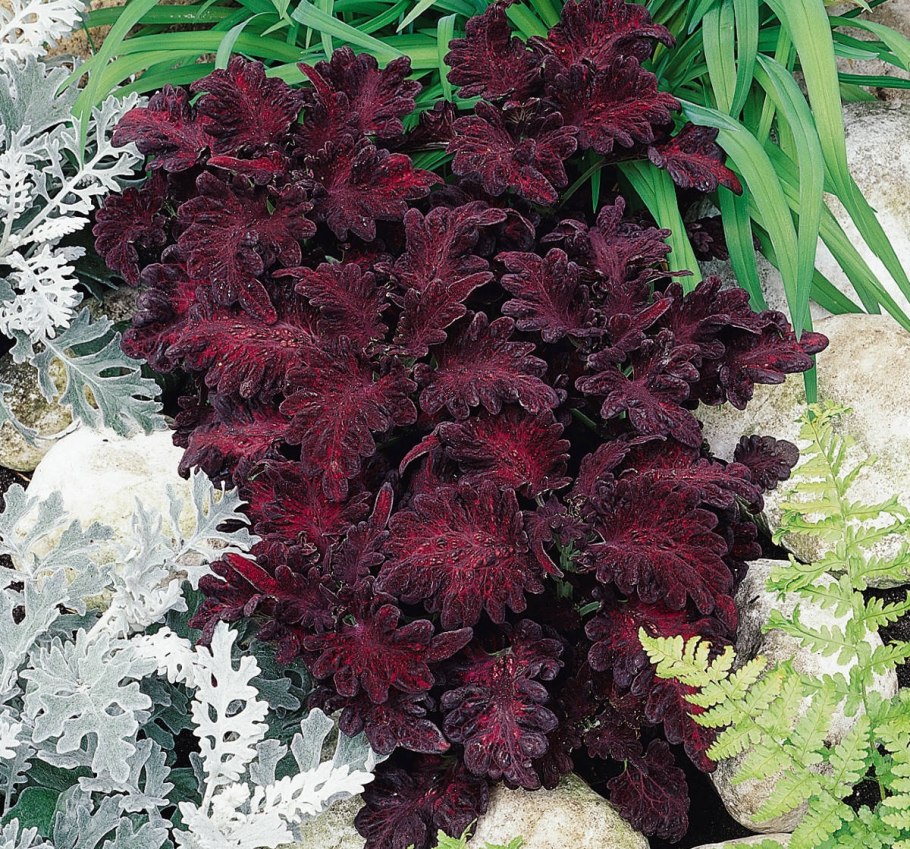 Колеус Stormy weather